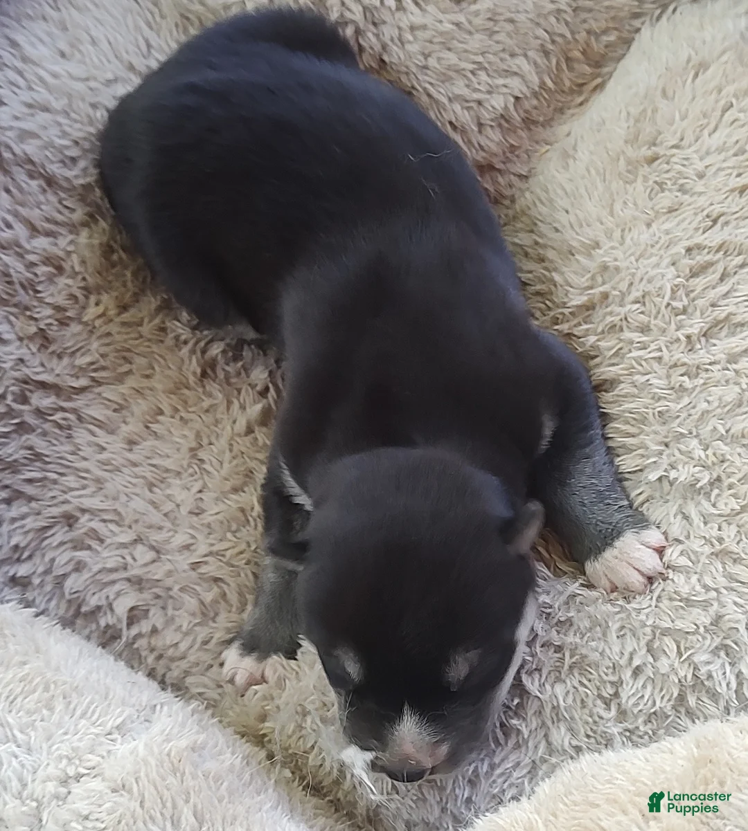 Siberian Husky dogs for sale: Sonya's female 1 - Ad 1