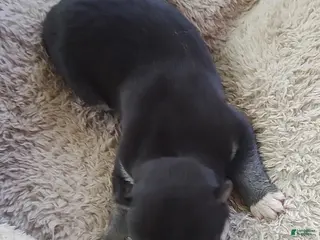 Siberian Husky dogs Sonya's female 1 - Ad 34