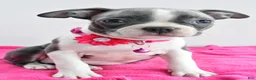 Boston Terrier dogs for sale: Izzy - Ad 6