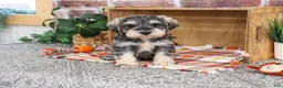Miniature Schnauzer dogs for sale: Roosevelt - Ad 3