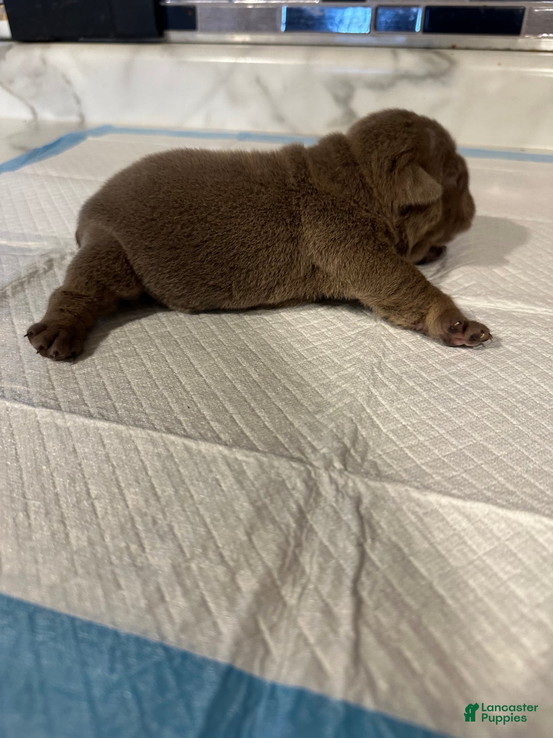 English Bulldog dogs for sale: Lilac and White Male - Ad 36