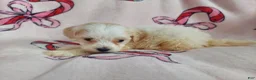 Maltipoo dogs for sale: Osiris---Maltipoo, in home raised, non-shedding - Ad 13