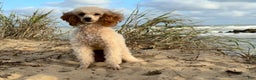 Cavapoo dogs for sale: Cavapoo Puppy 1 - Ad 2
