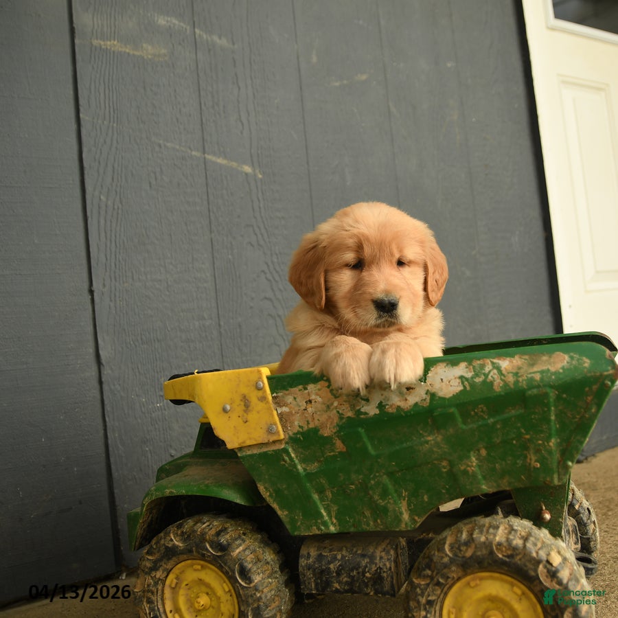 Golden Retriever dogs Wanda - Ad 2