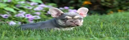 French Bulldog dogs for sale: Stella🌸 - Ad 3