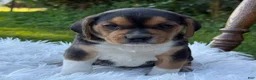 Puggle dogs for sale: Paxton - Ad 6