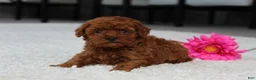 Toy Poodle dogs for sale: Allison - Ad 5