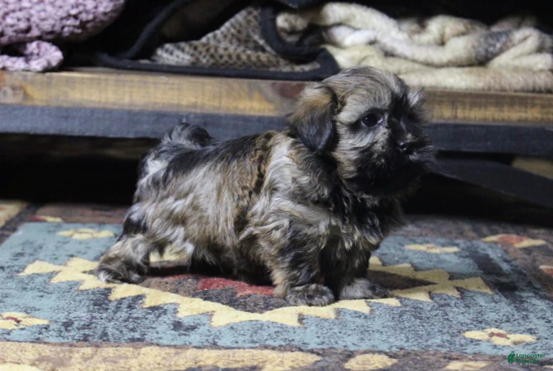 Havanese dogs for sale: Bear - Ad 3