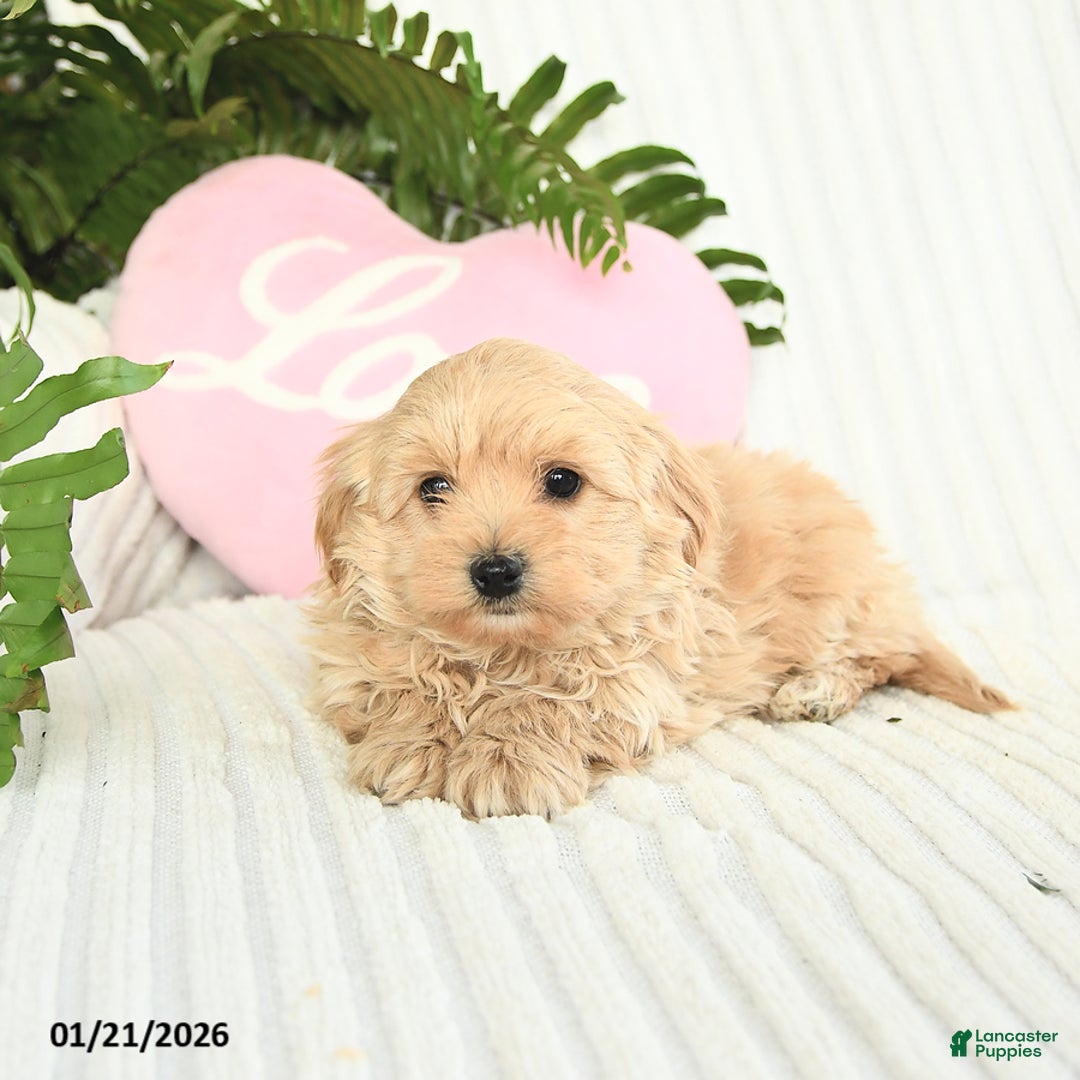 Mixed Breed dogs for sale: Lightning - Ad 3