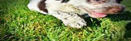 Havapoo dogs for sale: Chippy - Ad 14