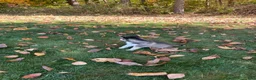 Gerberian Shepsky dogs for sale: Zeus - Ad 4