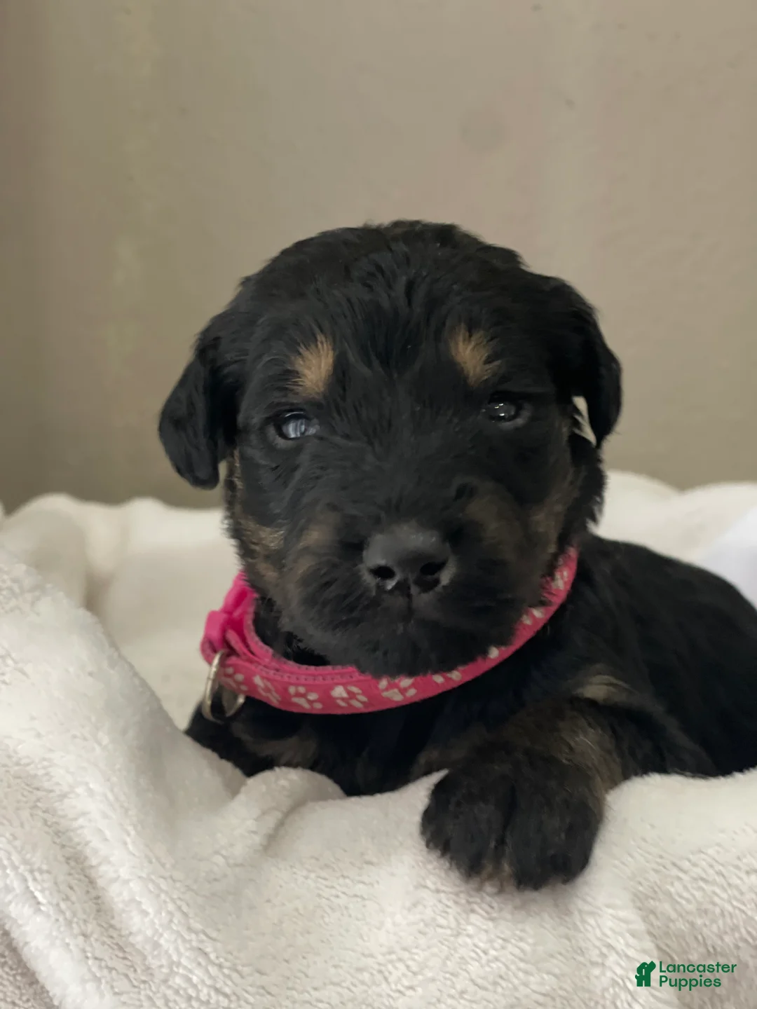 Goldendoodle dogs for sale:  Hot Pink Collar Girl - Ad 2