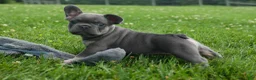 French Bulldog dogs for sale: Kilo  - Ad 2