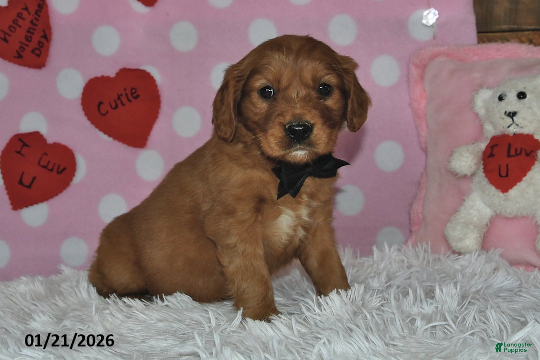 Miniature Golden Retriever dogs for sale: Snoopy - Ad 5