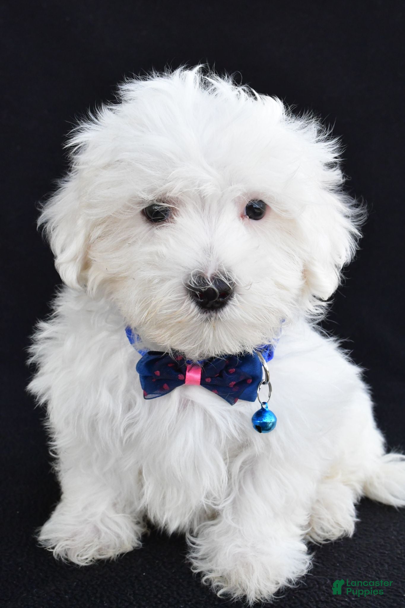 Maltese dogs Austin - Ad 1