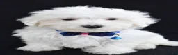 Maltese dogs for sale: Austin - Ad 1