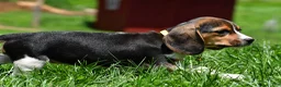 Beagle dogs for sale: Veronica - Ad 13