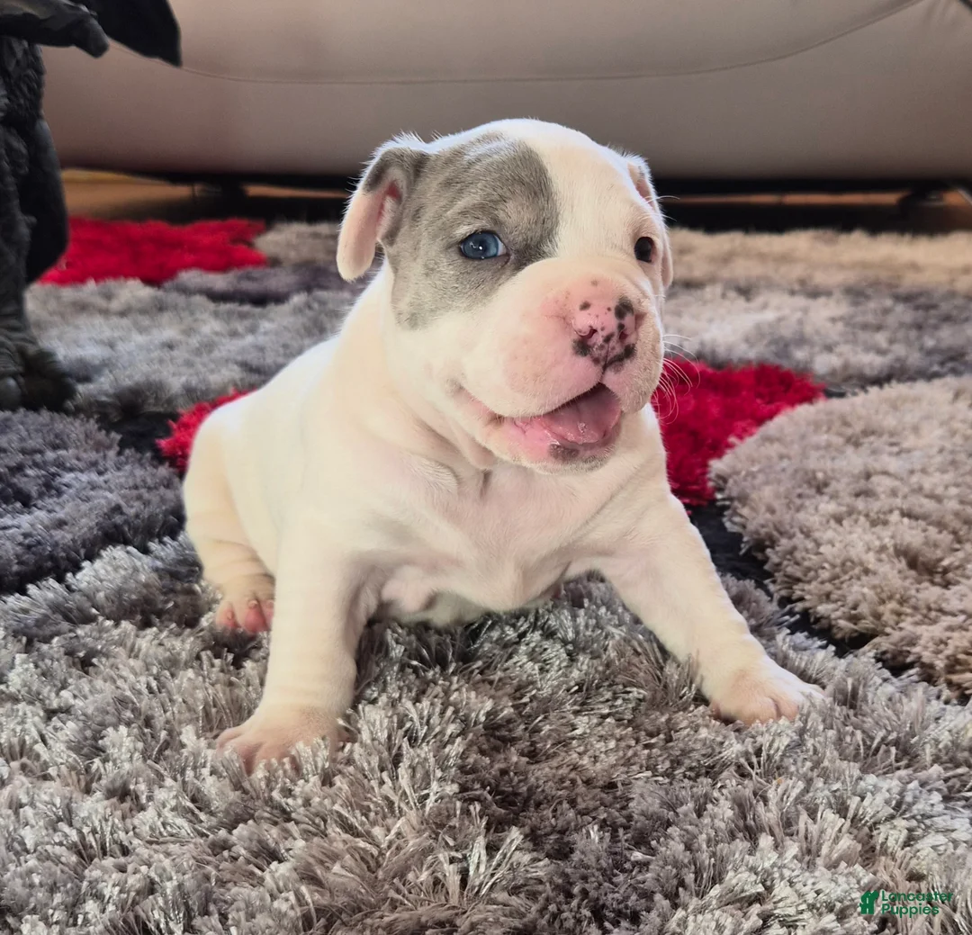 Mixed Breed dogs for sale: "WOLVERINE" WHITE MERLE - Ad 21