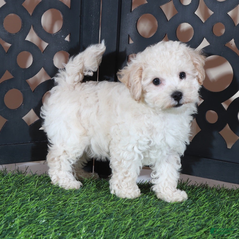 Bichpoo dogs Chloe Sweet Little Poochon Puppy - Ad 1
