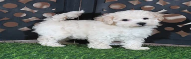 Chloe Sweet Little Poochon Puppy