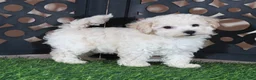 Bichpoo dogs for sale: Chloe Sweet Little Poochon Puppy - Ad 1
