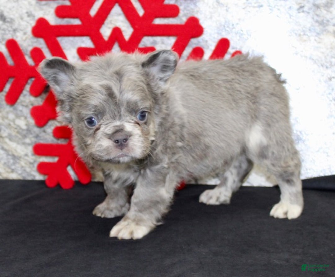 French Bulldog dogs for sale: Ernie - Ad 6