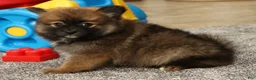 Pomeranian dogs for sale: Mandy - Ad 4