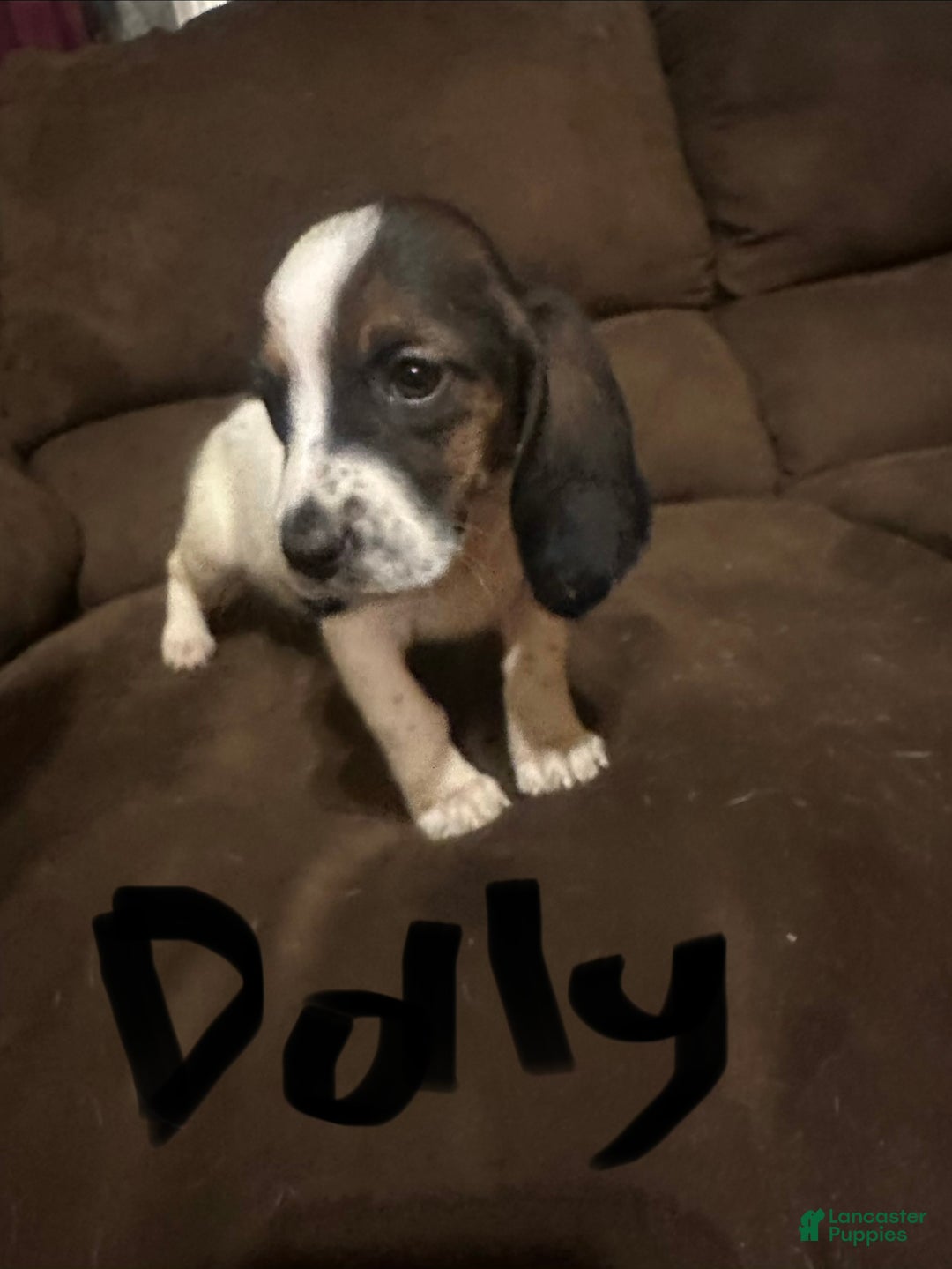Basset Hound dogs for sale: Dolly  - Ad 4