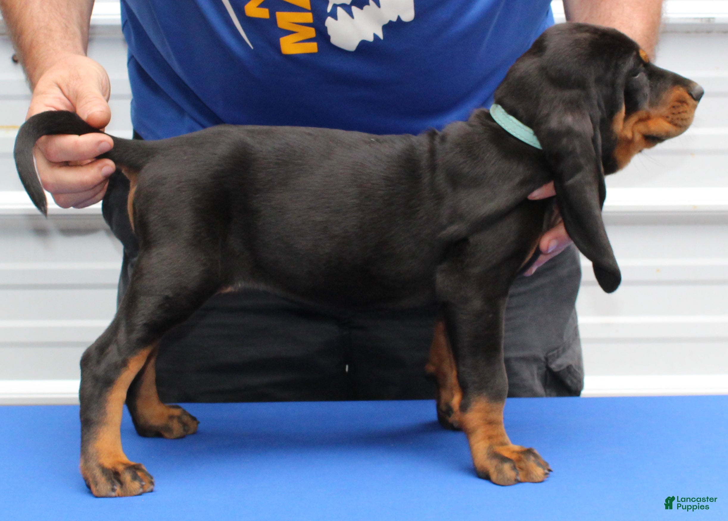 Black And Tan Coonhound dogs Lois - Ad 1