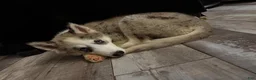 Pomsky dogs for sale: Cody - Ad 1