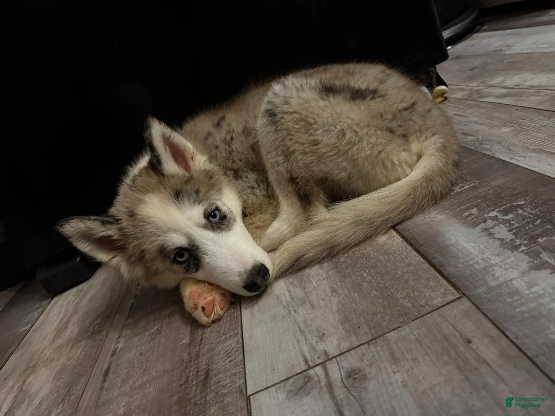 Pomsky dogs for sale: Cody - Ad 1