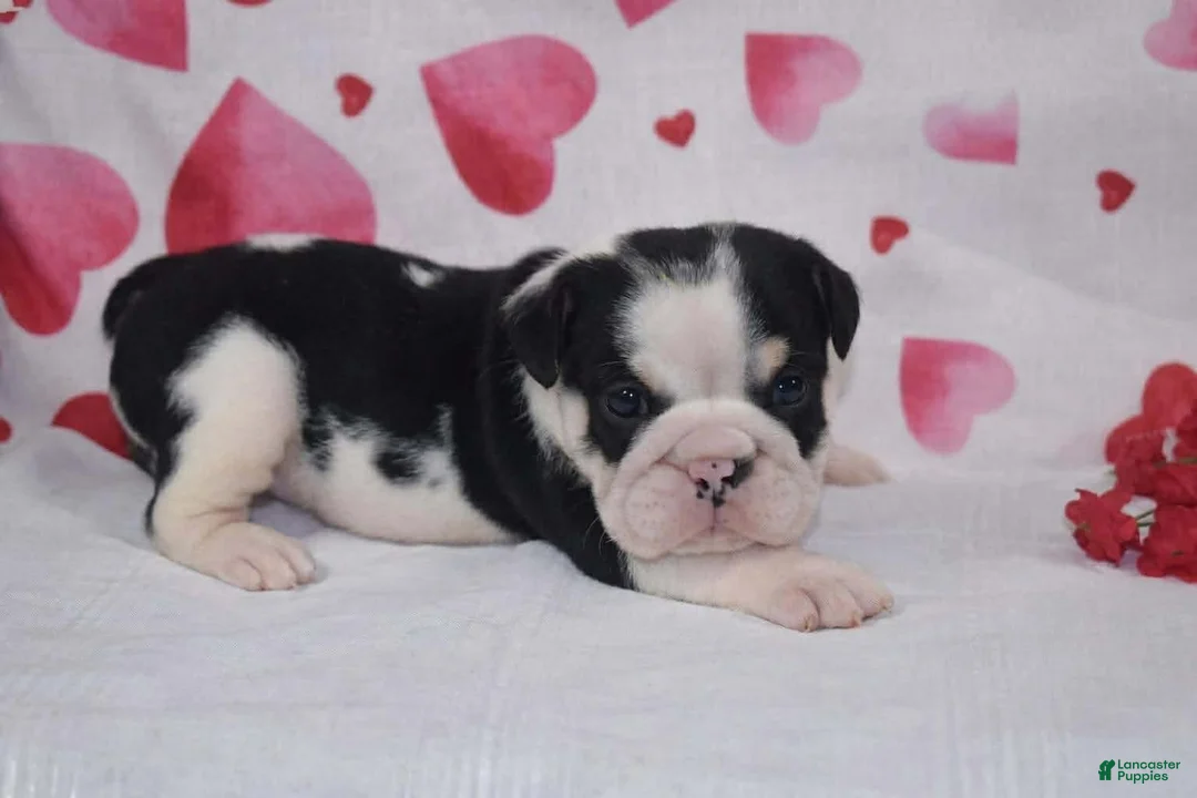 English Bulldog dogs for sale: Daisy - Ad 5