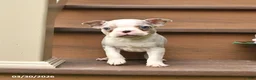 Boston Terrier dogs for sale: Tango - Ad 3