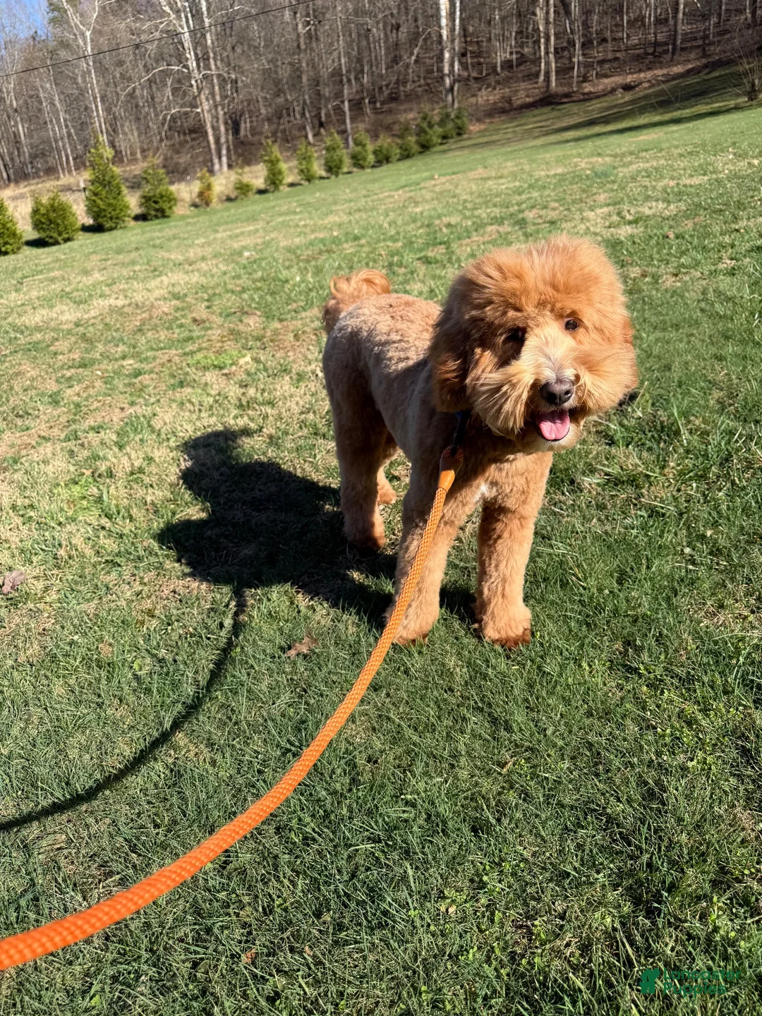Mini Goldendoodle dogs for sale: Mini Goldendoodle 1 - Ad 14