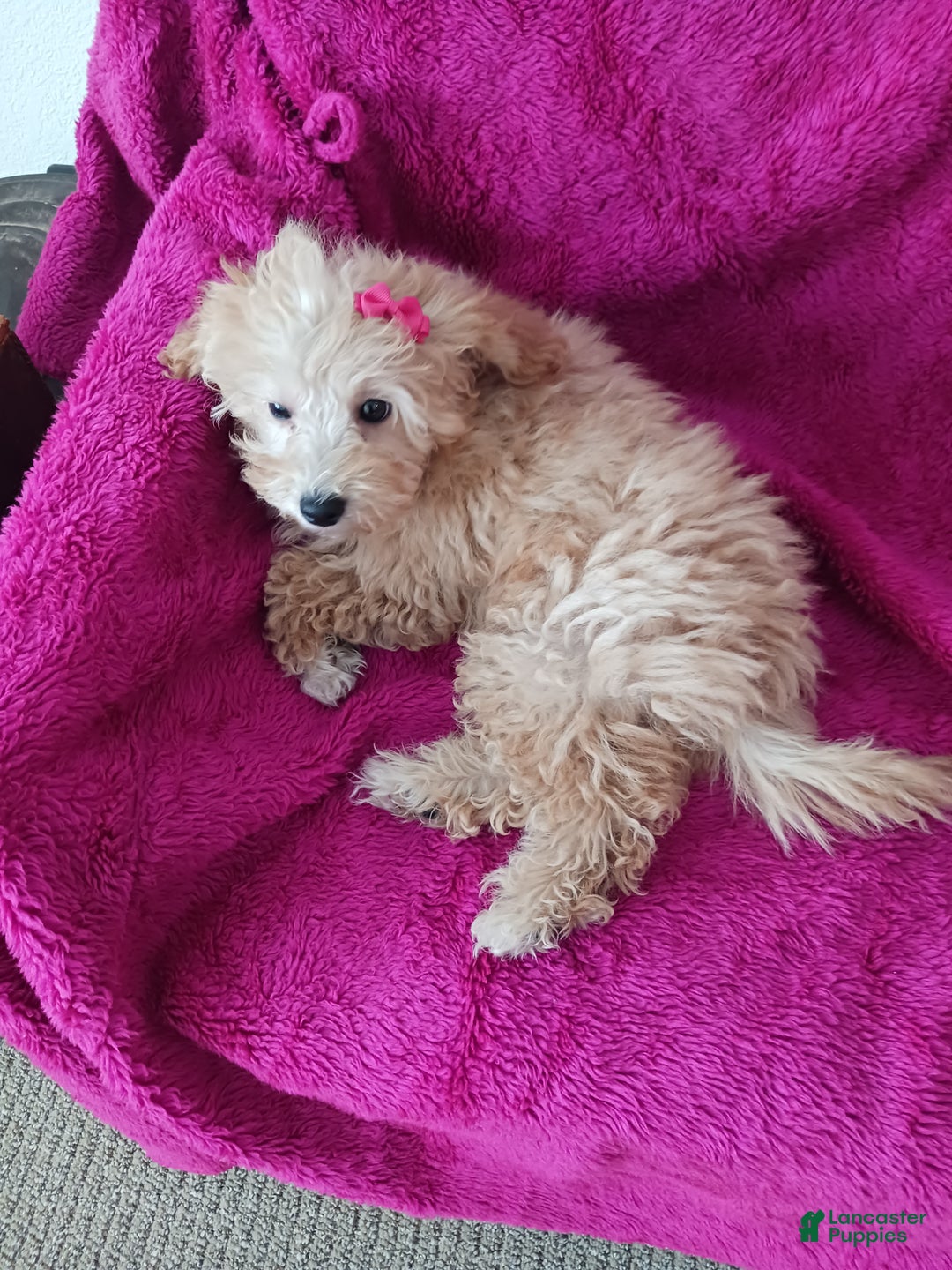 Toy Poodle dogs for sale: Dolly - Ad 3