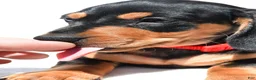 Miniature Dachshund dogs for sale: Theo - Ad 5