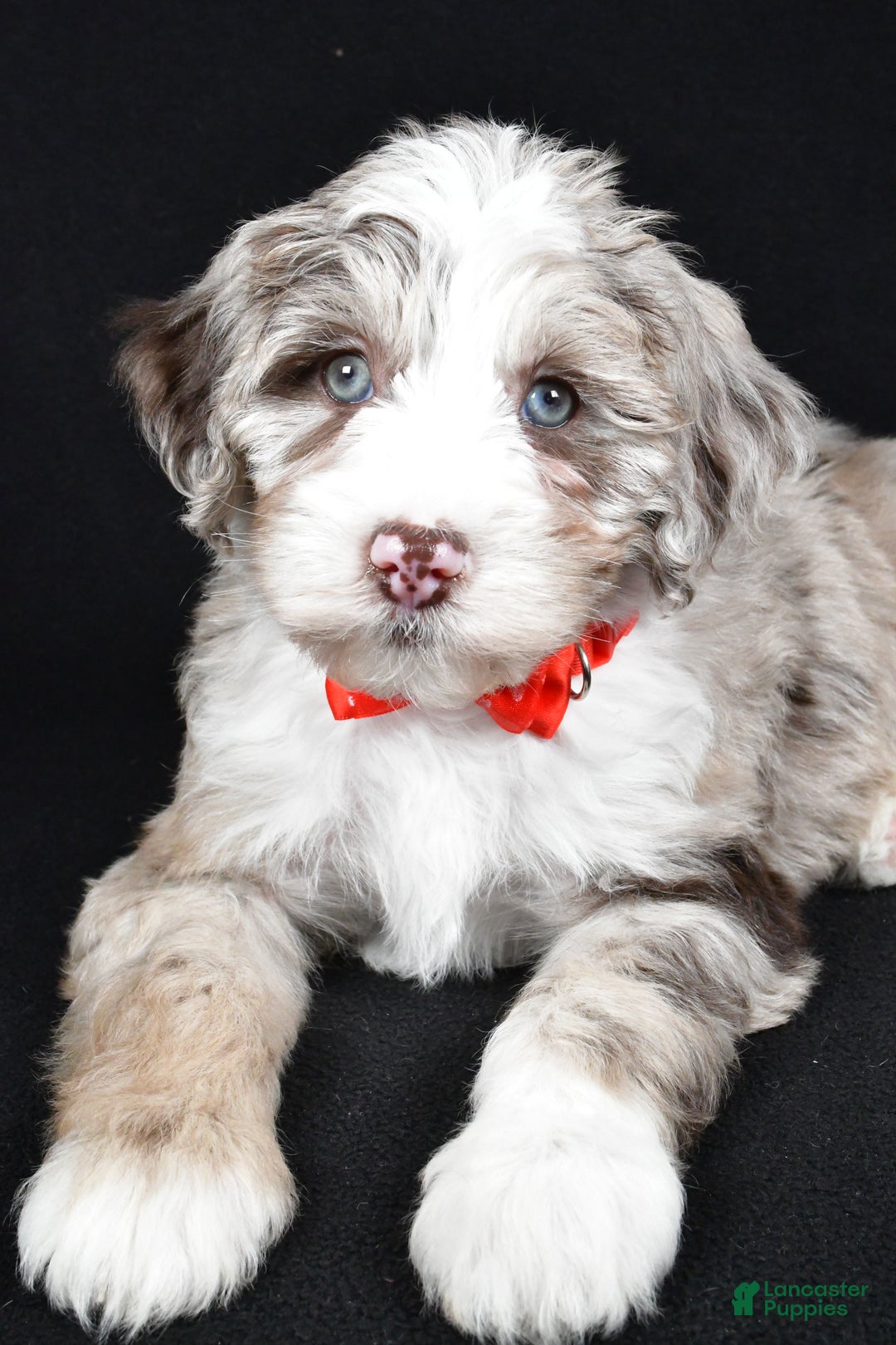 Sheepadoodle dogs for sale: Connor - Ad 3