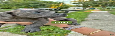 Cane Corso 2