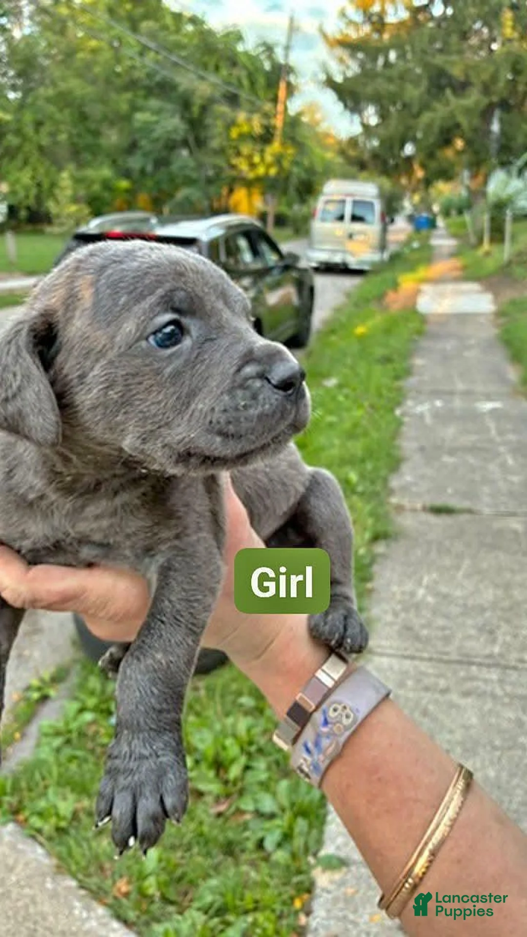 Cane Corso dogs for sale: Cane Corso 2 - Ad 1