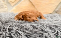 Mini Goldendoodle dogs for sale: Mia  - Image 6