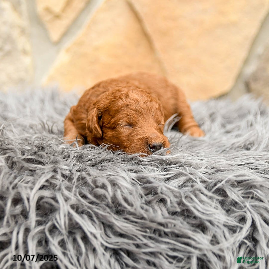 Mini Goldendoodle dogs for sale: Mia  - Image 6