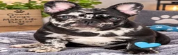 French Bulldog dogs for sale: Black Merle - Ad 1