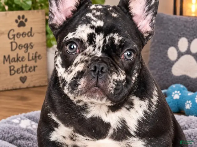 French Bulldog dogs for sale: Black Merle - Ad 19