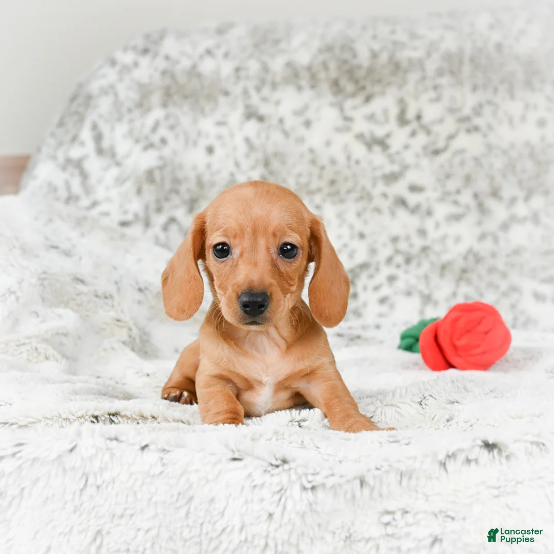 Miniature Dachshund dogs for sale: Carmen - Ad 6