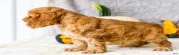 Cocker Spaniel dogs for sale: Polly - Ad 22