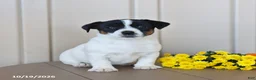 Jack Russell Terrier dogs for sale: Beauty - Ad 4