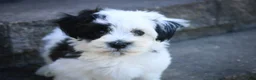 Havanese dogs for sale: Penny Havanese  - Ad 3