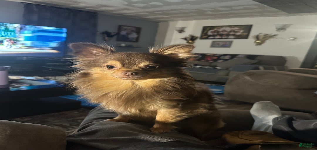 Gallery Image {{count}}