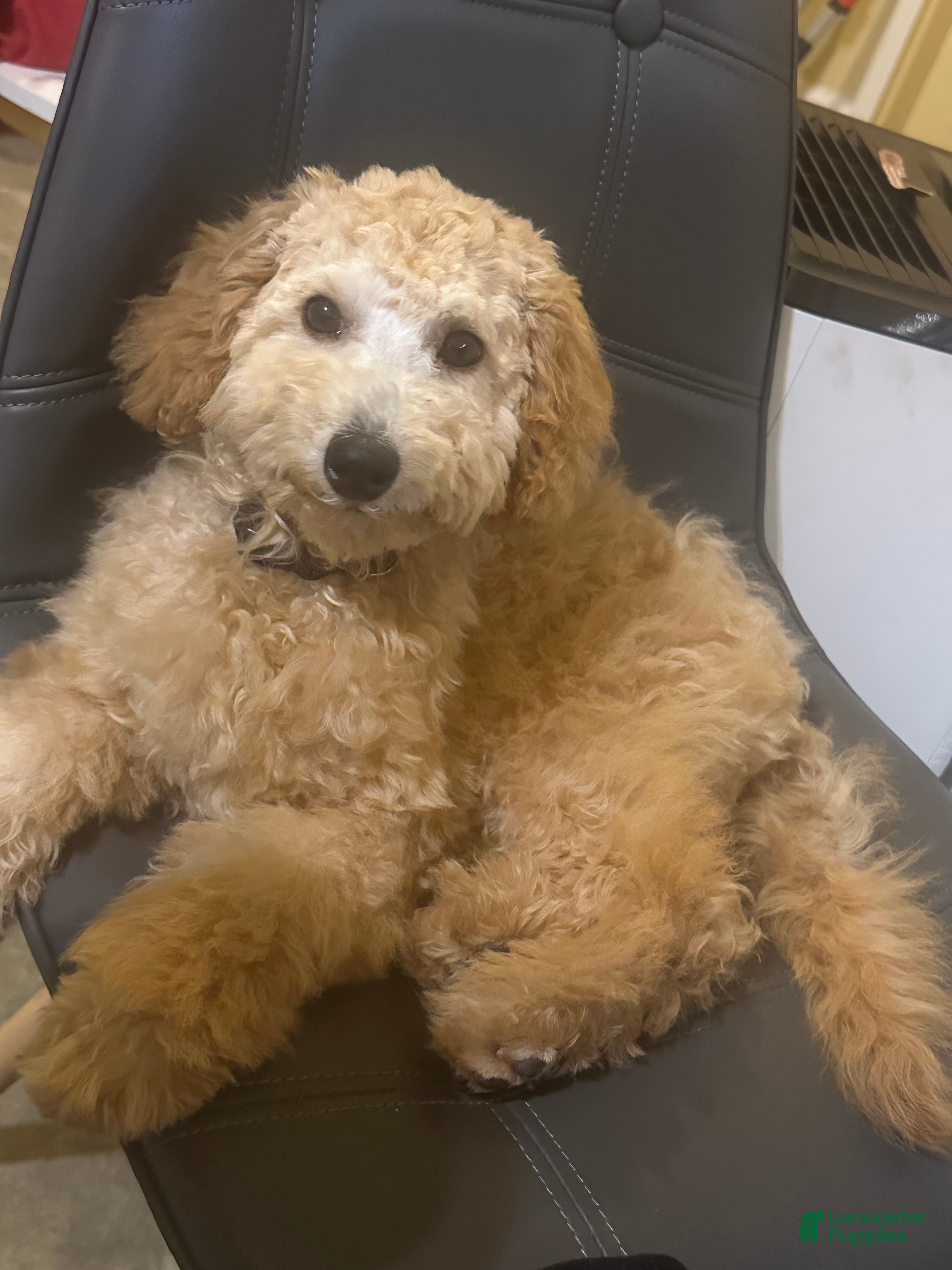 Miniature Poodle dogs Miniature Poodle Puppy 4 - Ad 17