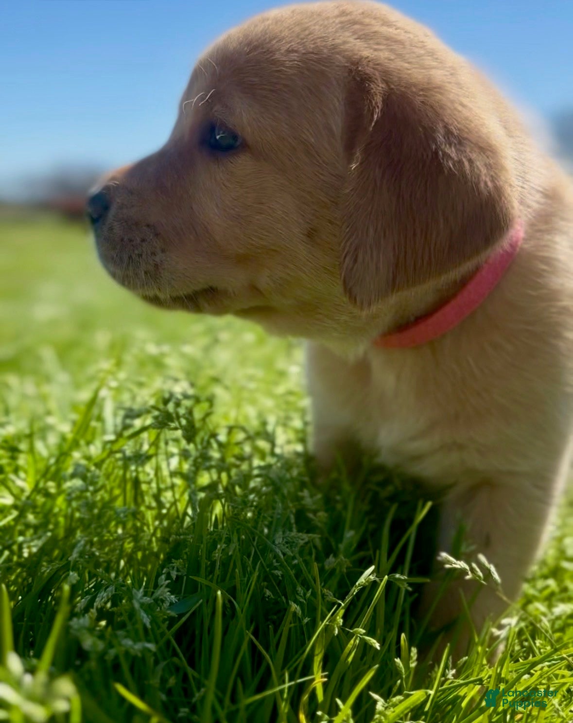 Labrador Retriever dogs Labrador Retriever Puppy 2 - Ad 1